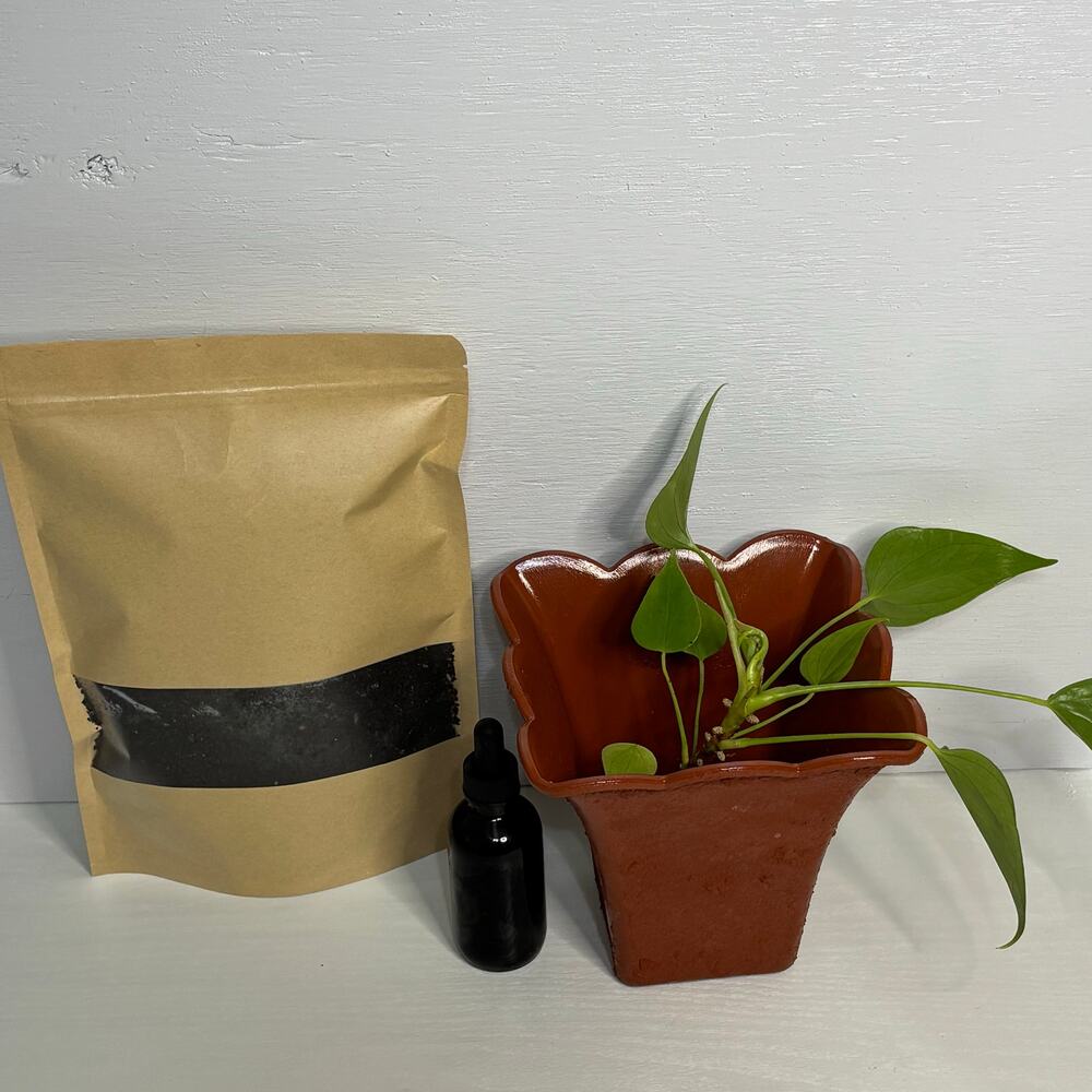 Rooted Anthurium Grow Kit w/ Plant Elixir & Vermicompost